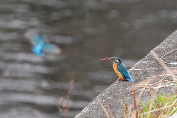 川岸にとまるカワセミ