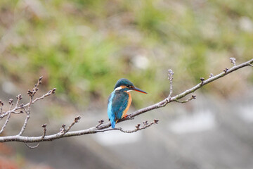 桜の枝に止まるカワセミ