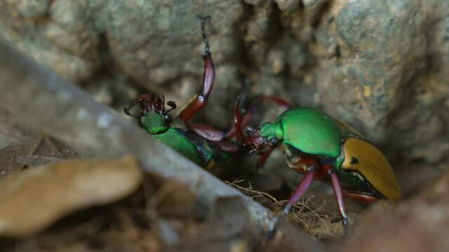 This close up video shows two Jade-headed Buffalo Beetles (Eudicella smithi) interacting, wrestling, fighting, and playing with one another.