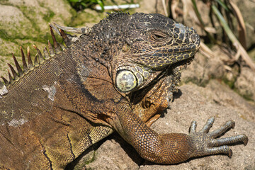 Iguana sobre una roca en día soleado 