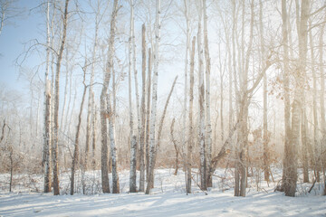 A forest of tall bare trees shrouded in a morning fog in a rural winter Canadian landscape
