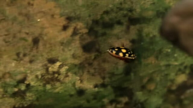 This video shows a sunburst diving beetle (Thermonectus marmoratus) swimming and diving down in water.