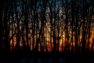 Bare forest of trees silhouetted against the soft glow of an orange sunset in the background