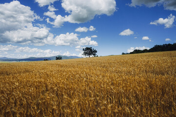 Naklejka premium farm field in the summer