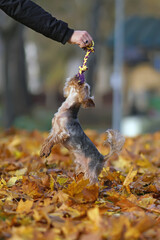 Active Yorkshire Terrier dog with a puppy haircut playing outdoors jumping up on fallen maple leaves to a dog rope toy held in a man's hand