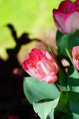 The blooming pink tulip in the spring.