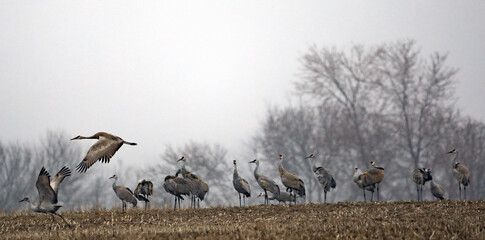 Sandhill Cranes during the spring migration at Goose Pond Fish and Wildlife Area, Indiana