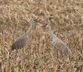 Sandhill Cranes in Cornfields in Indiana.  Goose Pond Fish and Wildlife Area