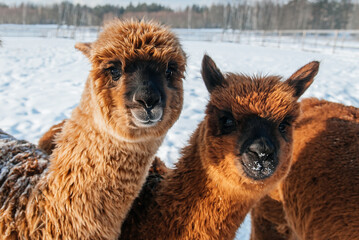 Fototapeta premium Adorable little fluffy crias (alpaca babies) in winter. South American camelid.