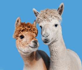 Naklejka premium Two lovely alpacas isolated on blue background. South American camelid.