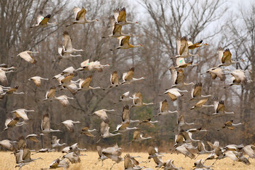 Sandhill Cranes in flight at the Goose Pond Fish and Wildlife Area in Indiana