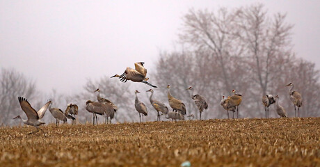 Sandhill Cranes in Cornfields in Indiana.  Goose Pond Fish and Wildlife Area