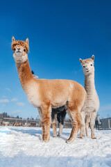 Group of alpacas in winter. South American camelid.
