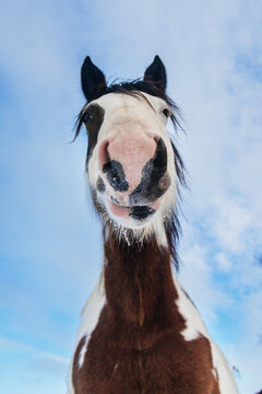Funny portrait of paint horse on the blue sky background -