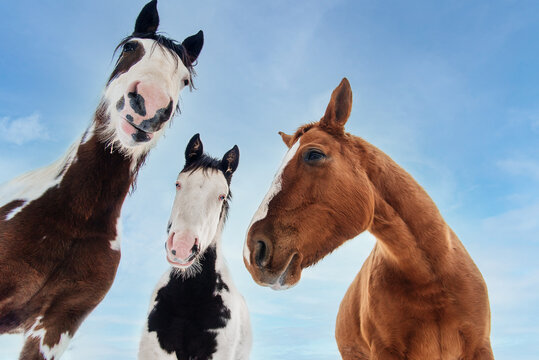 Three horses standing together on the field