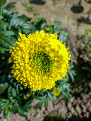 Tagetes is a genus of annual or perennial, mostly herbaceous plants in the sunflower family (Asteraceae). It was described as a genus by Carl Linnaeus in 1753.