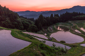 朝焼けの輝く棚田