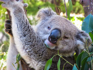 Sleepy koala on eucalyptus tree. This animal is a major draw for Australian zoos. As an animal native to Australia, koala is featured in Indigenous Australian mythology and Australian pop culture.
