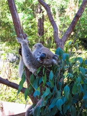Sleepy koala on eucalyptus tree. This animal is a major draw for Australian zoos. As an animal native to Australia, koala is featured in Indigenous Australian mythology and Australian pop culture.