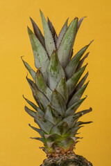 Fototapeta na wymiar pineapple crown on yellow background