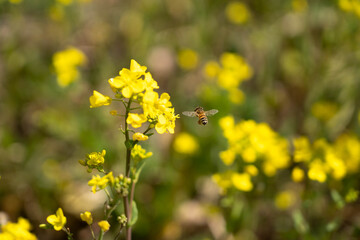 菜の花と蜂