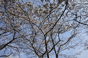 The cherry-blossom trees are in full bloom.