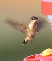 Hummingbird 2