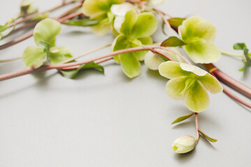 Flat lay composition of an empty blue background, decorated with ranunculus flowers. Copy text for a menu, reception, party poster, or wedding invitation.