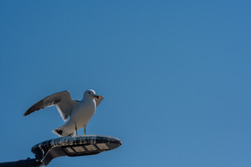 Single seagull perched on top of street light