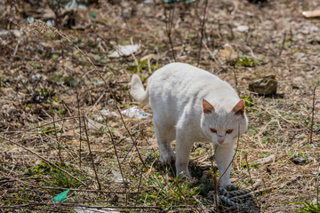 Naklejka na ściany i meble White outdoor cat hunting for food.