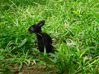 Conejos y naturaleza Rabbits Rabbit bunny natural animals Rex