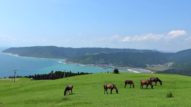 都井岬の野生馬（御崎馬）は野生化した貴重な存在として野生馬の中では唯一国の天然記念物に指定されている