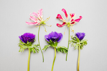 Ultra Violet Anemone Flower on the gray background