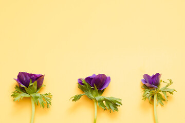Ultra Violet Anemone Flower on the yellow background