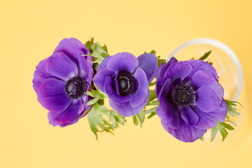 Ultra Violet Anemone Flower on the yellow background
