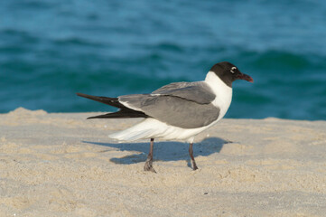 Bird Walk on the Beach