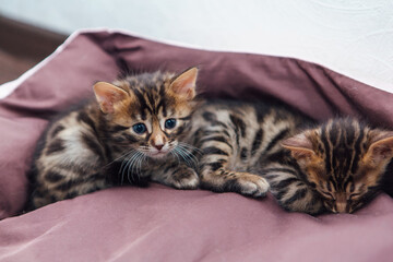 Closee-up Bengal charcoal kittens laying on the pillow