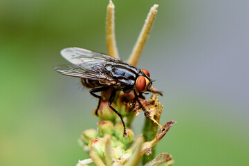 fly resting on a plant 03