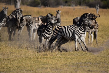 Fototapeta na wymiar Zebras Fighting And Running On Field
