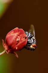 fly resting on a flower 03