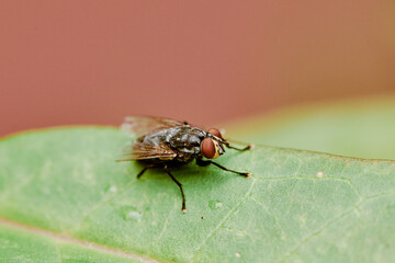 fly resting on a plant