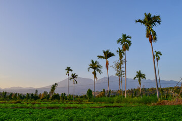Obraz premium Beautiful farm landscape in village at the feet of Mount Rinjani, Lombok, Indonesia.
