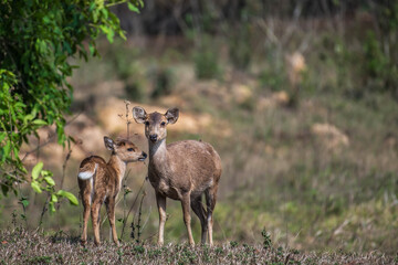 Hog deer and baby in the natural grassland