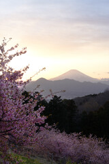Kawazu cherry blossoms and Ashigara plain, Hakone, Mt. Fuji that received the soft light of the evening