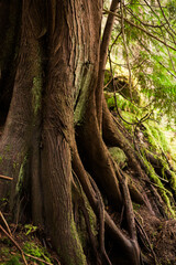 Red Cedar tree trunk and roots