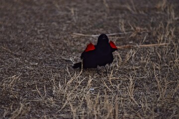 Red-winged Blackbird wintering at South East City Park, Canyon, Texas.