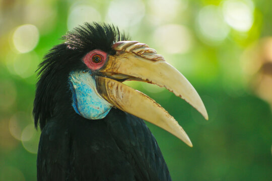 Close-up Of A Asian Hornbill