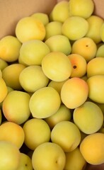 Lots of Japanese apricots in the box.
Japanese food.
