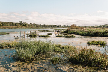 Half-sunken board walk in southern marsh landscape during summer