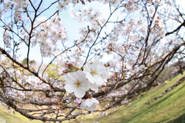 The cherry-blossom trees are in full bloom.